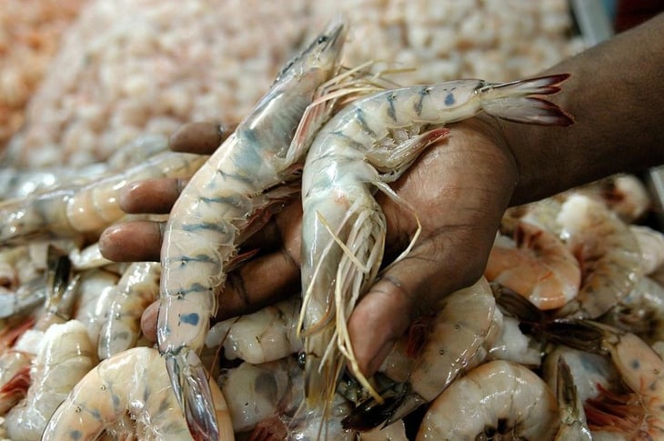 El Salvador prohíbe temporalmente extracción de camarón para su protección