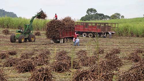 México pierde terreno en mercado azucarero de EU
