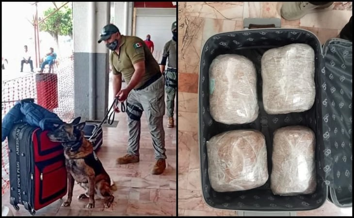 Agente canino asegura 20 kilos de marihuana en Veracruz