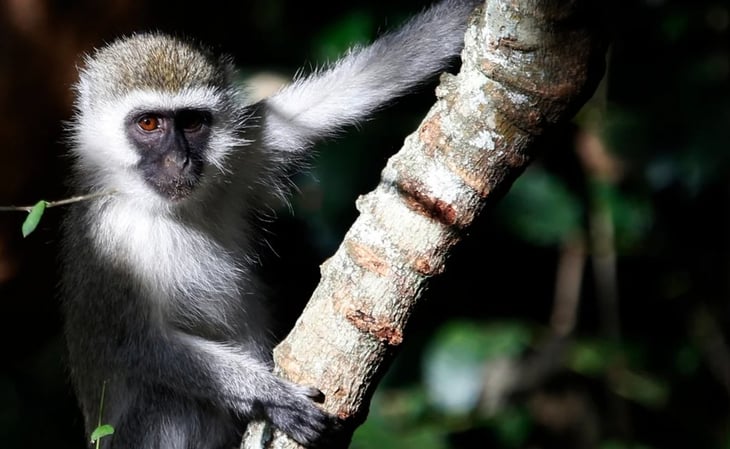 Reino Unido registra primer caso humano de viruela de mono