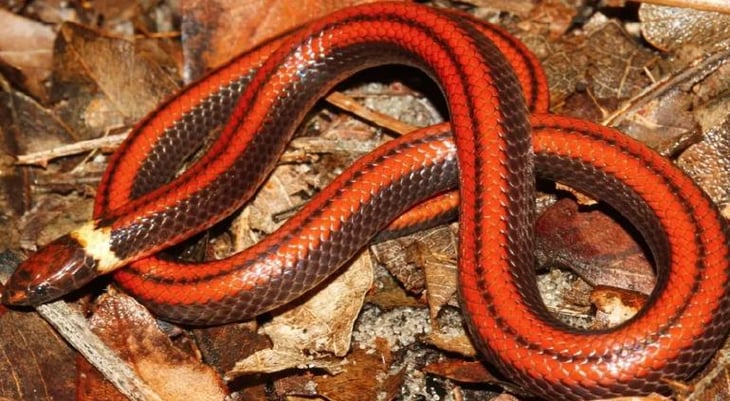Conoce la nueva especie de serpiente descubierta en Paraguay