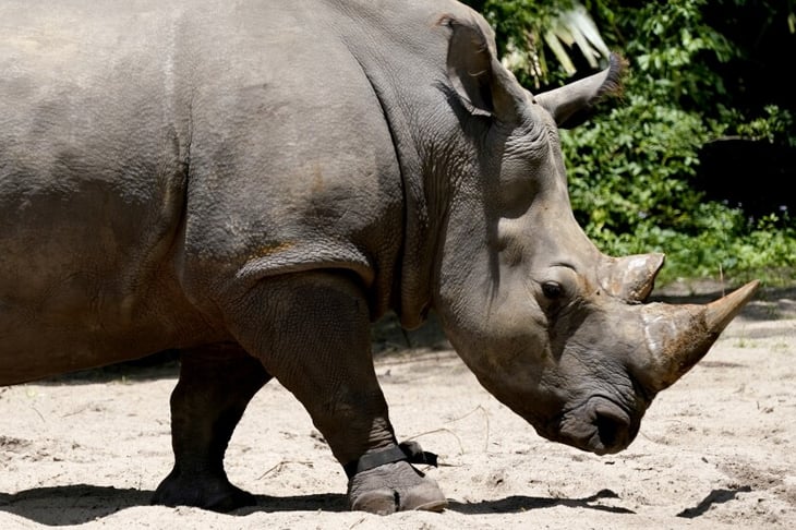 Rinocerontes de Disney se apuntan a 'la moda' del monitor de actividad física