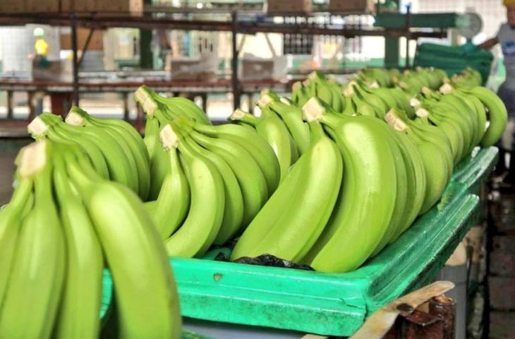 Denuncian a 4 exportadoras de banano de Ecuador por no pagar precio mínimo