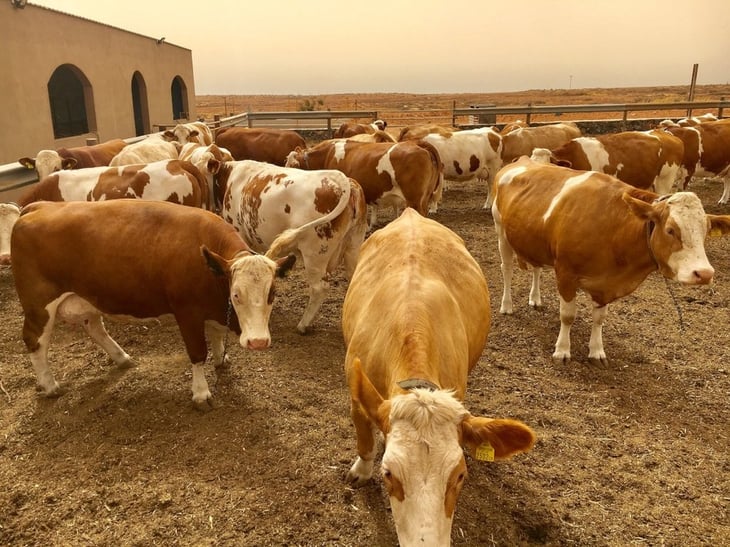 Productores alimentan su ganado con suplemento energético para que animales no mueran