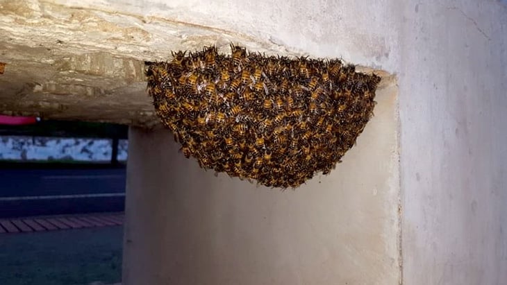 ¿Cómo reaccionar ante la presencia de un enjambre de abejas y por qué hay que protegerlas?