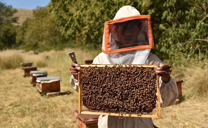 Oaxaca, sexto productor nacional de miel