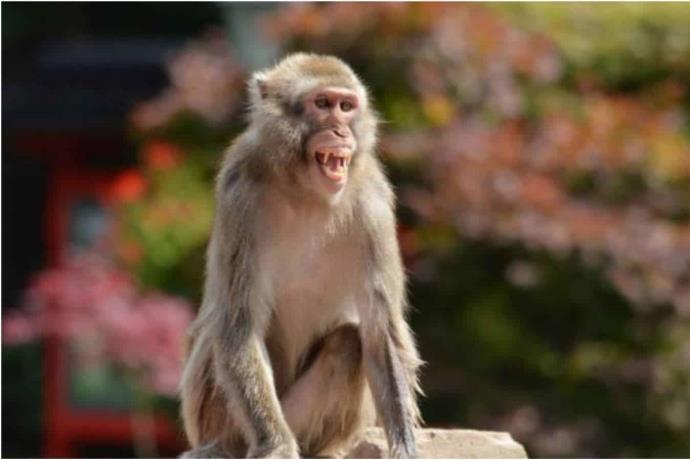 La OMS advierte que seguirán apareciendo más casos de viruela del mono