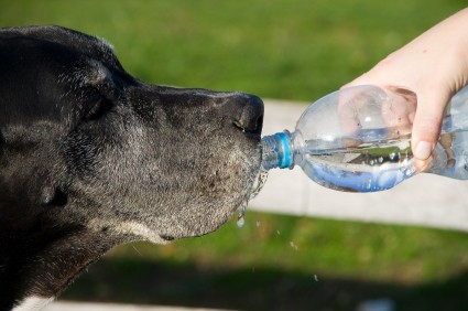 En Monclova Golpes de calor causan la muerte en mascotas del hogar