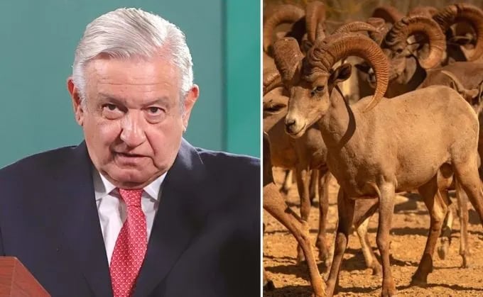 Seris rechazan propuesta de presidente mexicano sobre cazar borrego cimarrón