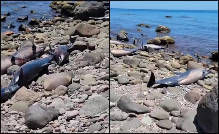 Reportan varamiento de delfines en La Paz, Baja California Sur