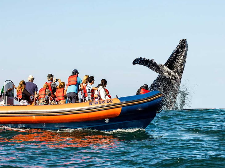 Incrementarán vigilancia en Mazatlán por avistamiento de ballenas