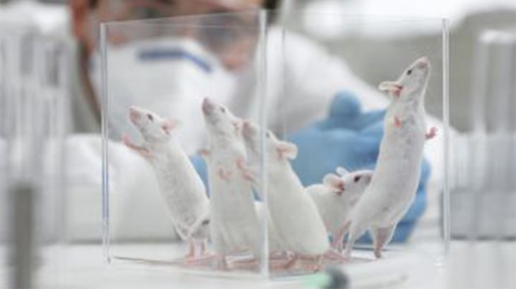 ¡Un nuevo avance! Científicos revierten envejecimiento en ratones