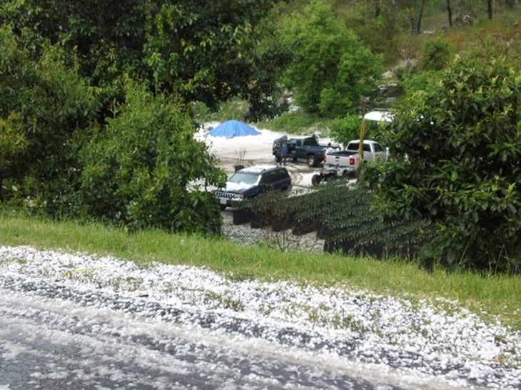 Granizada en Uruapan causa daños en producción de aguacate