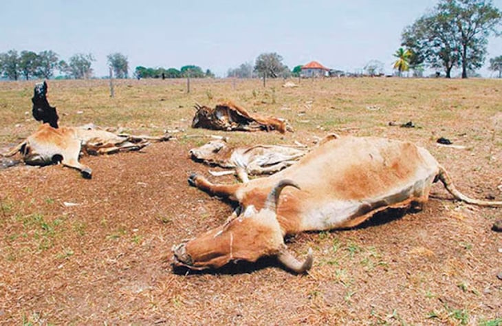 Productores siguen siendo afectados con la mortalidad de su ganado
