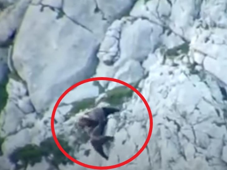VIDEO: Graban pelea entre pareja de osos que termina en tragedia