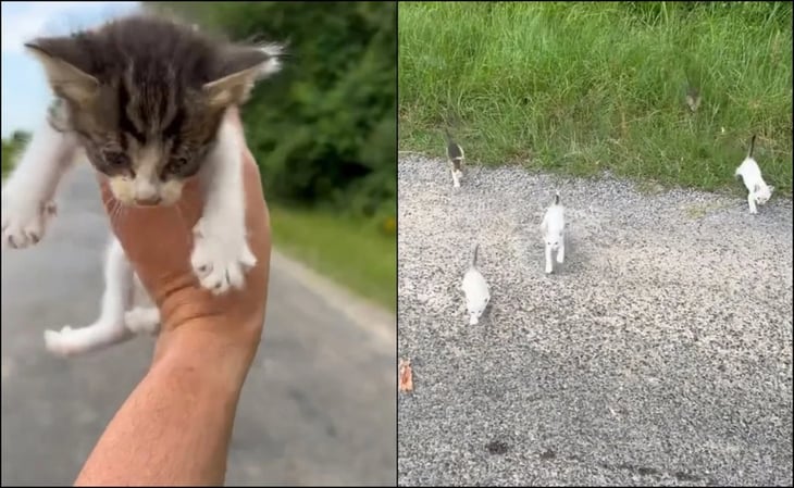 Viral: Hombre es emboscado por gatos al rescatar a uno de ellos