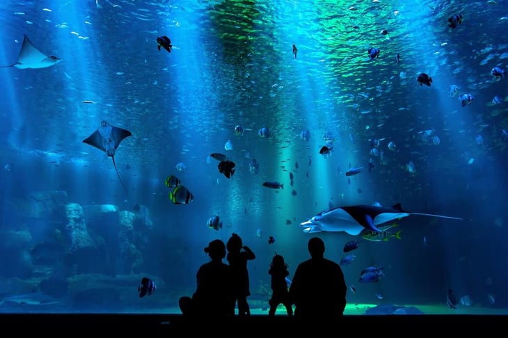 Abrirán el acuario más grande de Latinoamérica en CDMX 
