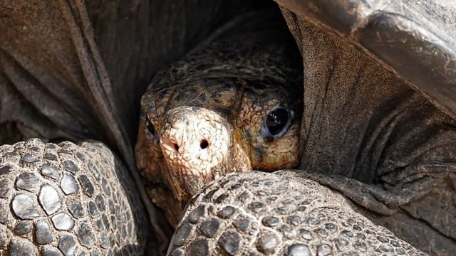 “No andaba muerta andaba de parranda”, Encuentran a una tortuga que creían extinta