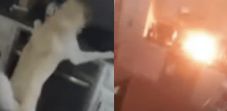 VIDEO: Fuego por todas partes ocasionado por… ¡¿un perro?!