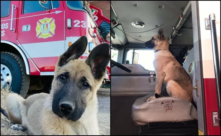 Piden apoyo para encontrar a perro bombero robado en Nogales