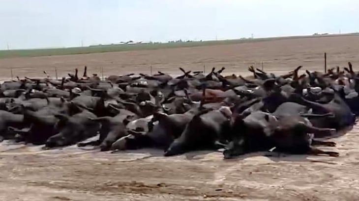 Golpe de calor mata a 400 cabezas de ganado en EU