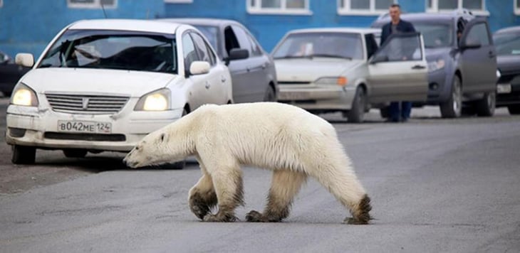 El futuro de los osos polares, depende de esta nueva subespecie