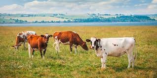 Realizarán Censo de ganado bovino por sequía