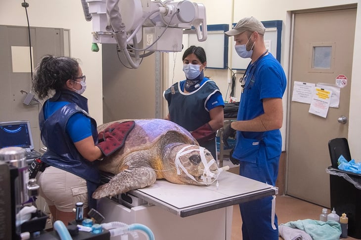 Baymax, la tortuga que fue salvada de un tiburón