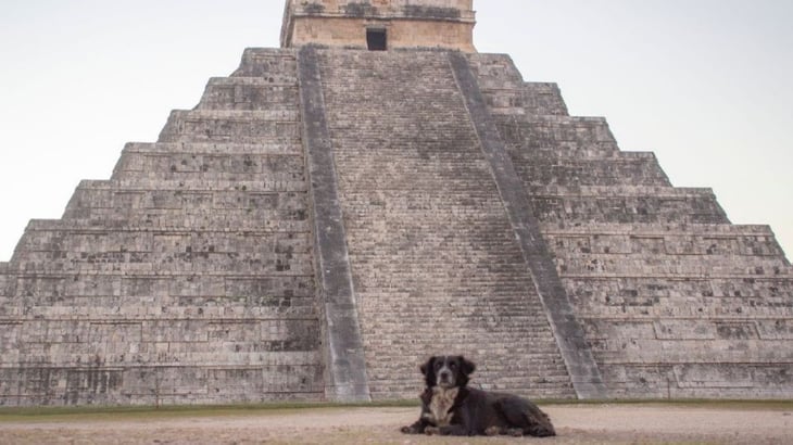 Rescatan a perros en zona arqueológica de Chichén Itzá
