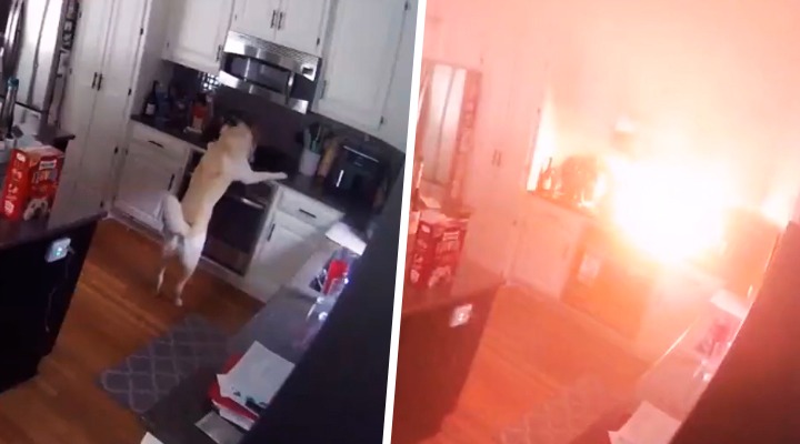 VIDEO: Perro incendia su casa tras encender la estufa en Missouri