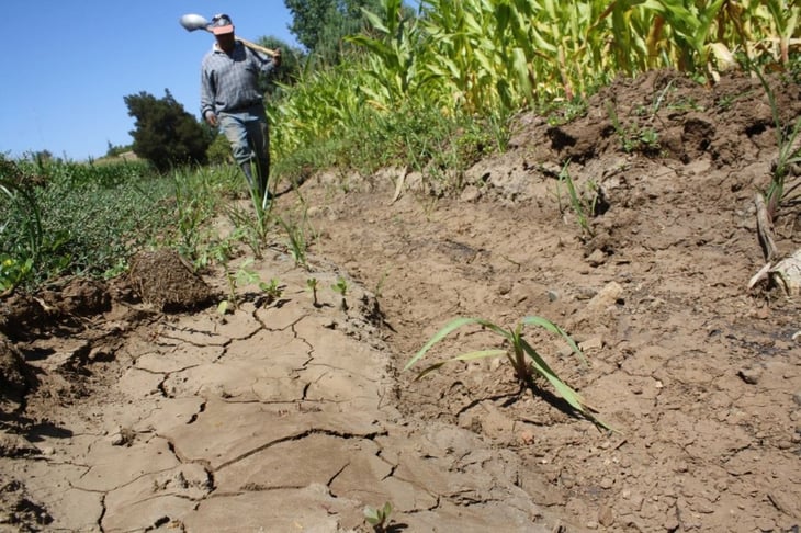 Sector agropecuario sufre las secuelas por acentuada sequía