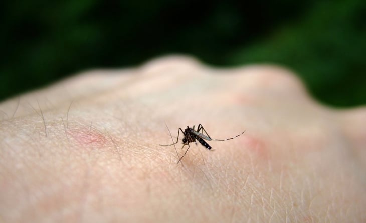 ¿Harto de que te piquen los mosquitos? Quítatelos con estas recomendaciones