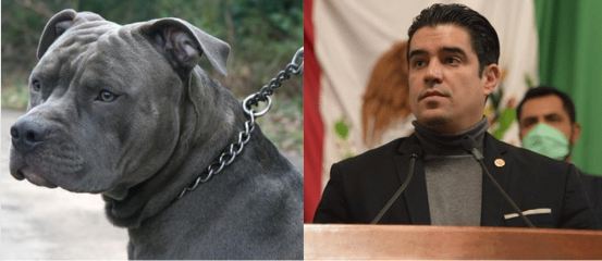 Buscan prohibir venta y uso de collares de castigo para perros