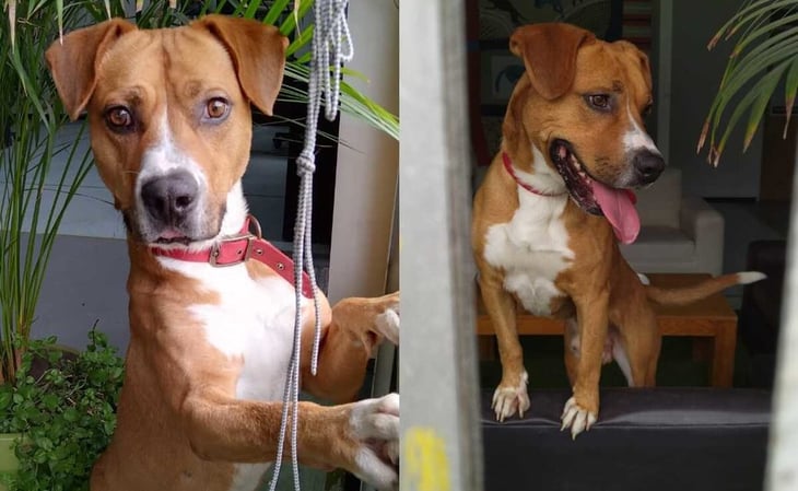 'Teco', perro rescatado en vías del Metro, busca un hogar