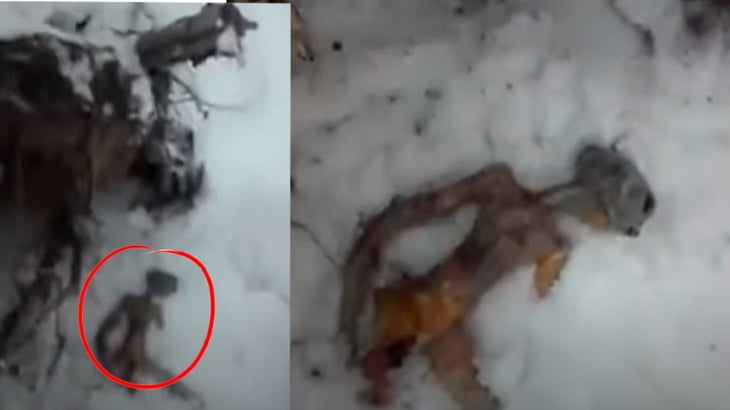 VIDEO. Captan supuesto 'cadáver de alien' en Rusia
