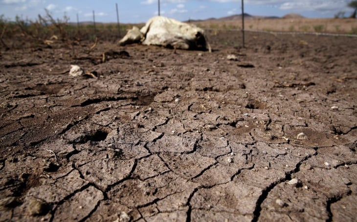 Sequía y falta de apoyo termina con el campo de Monclova