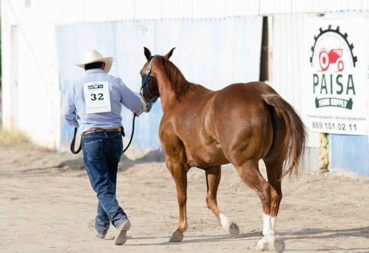 Autoridades invitan al séptimo  concurso conformación de caballos en San Buena