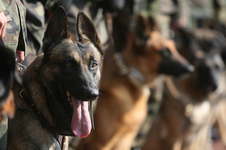 Buscarán capacitar a perros en labores de rescate en Tlalpan