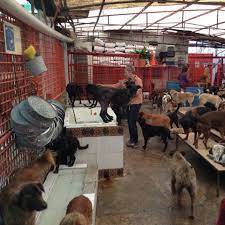Refugio Franciscano en Cuajimalpa, reducido y con perros enfermos