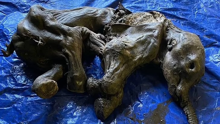 ¡Encuentran un bebé mamut conservado durante 30 000 años!