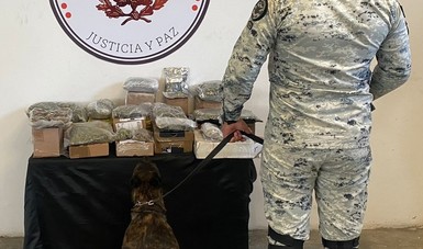  Guardia Nacional intercepta marihuana en empresas de paquetería de Coahuila 