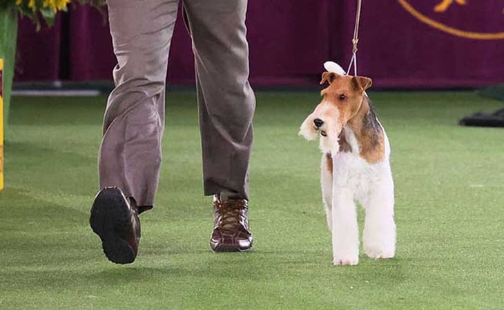 Fox terrier es coronado como el mejor perro de raza del mundo en España