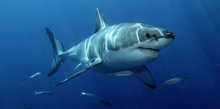 Ataque de tiburón en Florida deja a un menor hospitalizado con heridas graves