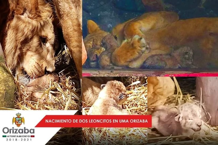 Nacen dos crías de león en Orizaba, Veracruz