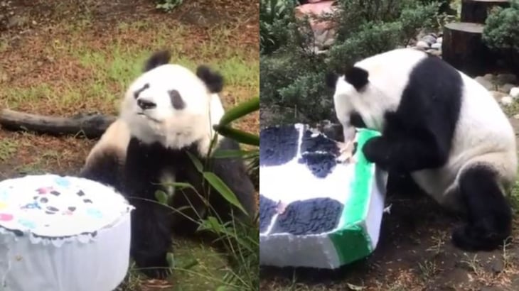 Con piñata, celebran en el zoológico a una de las pandas más longevas