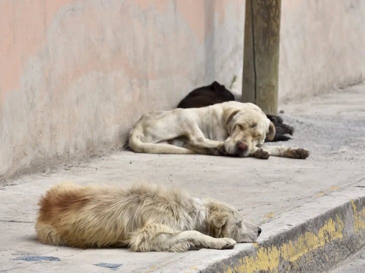 Fiscalía de CDMX rescata de posible maltrato a 5 perros en Iztacalco