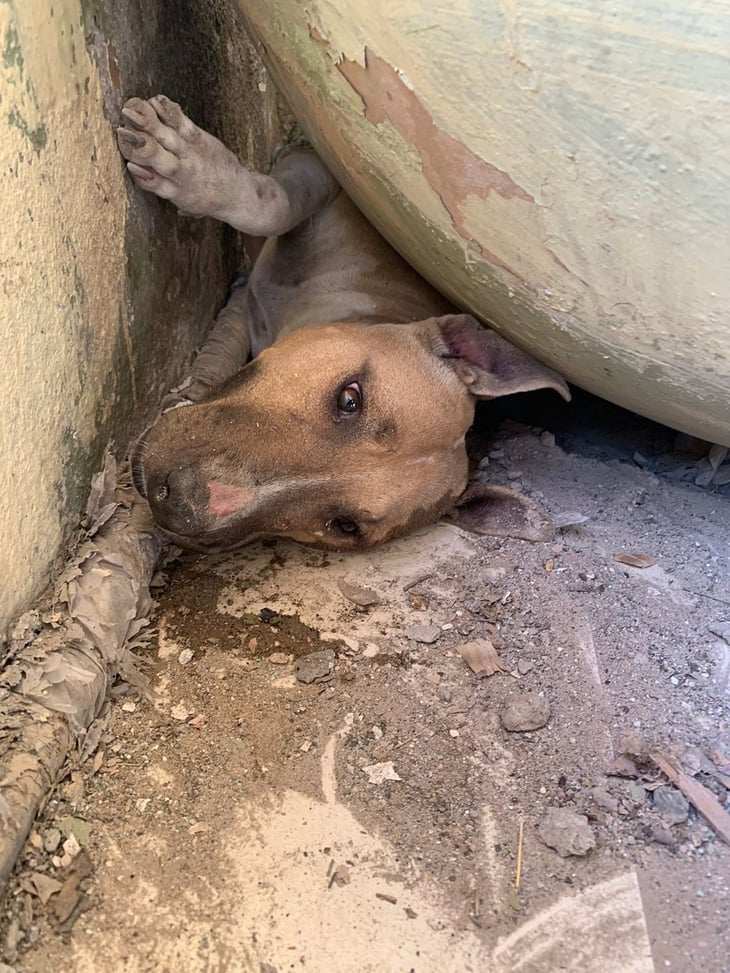 Bomberos rescatan a perrito atrapado en la colonia Picasso de Monclova