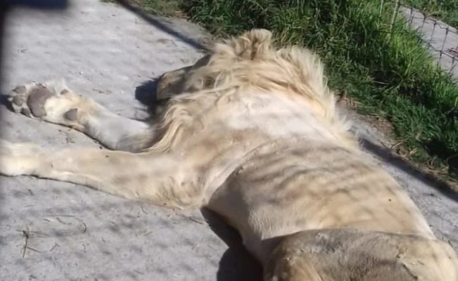 Exhiben y denuncian maltrato en santuario felino del Ajusco; reportan a leones heridos