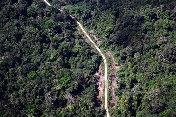 El castigo por talas en la Amazonía brasileña es mínimo, según estudio