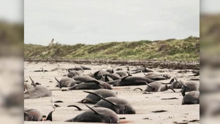 Mueren 50 ballenas piloto que quedaron varadas en Islas Vírgenes Británicas